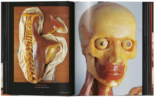 Anatomical Waxes. 45th Ed.