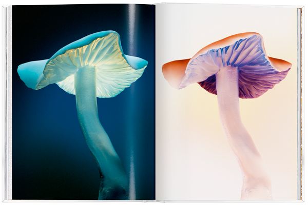 The Gourmand's Mushroom. A collection of stories and recipes