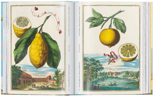 J. C. Volkamer. The Book of Citrus Fruits. 45th Ed.