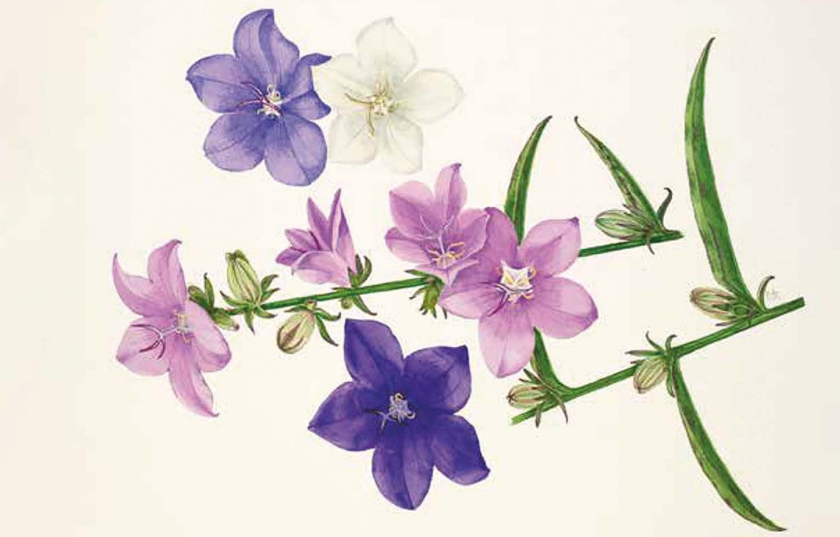 100 flores. Tarjetas con motivos florales (RHS)
