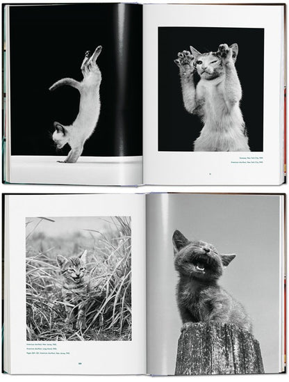 Walter Chandoha. Cats. Photographs 1942-2018