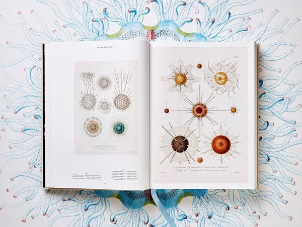 The Art and Science of Ernst Haeckel