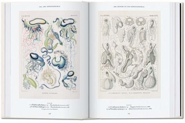 The Art and Science of Ernst Haeckel. 40th Ed.