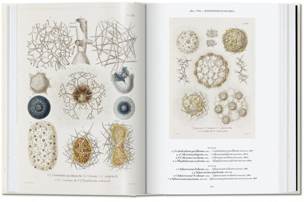 The Art and Science of Ernst Haeckel. 40th Ed.