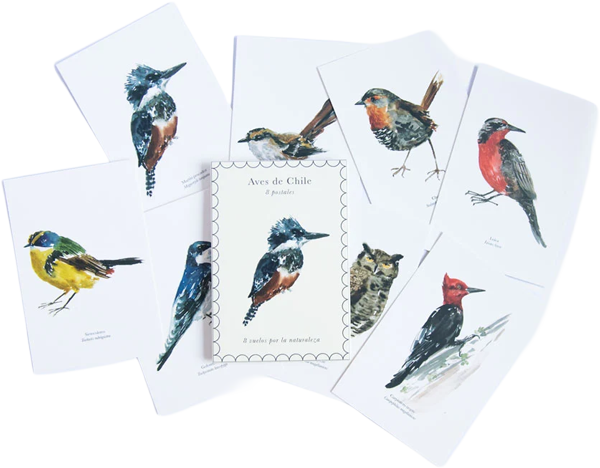 Pack 8 postales aves de Chile