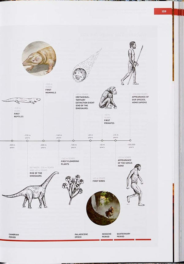 The Origins Of Cooking: Paleolithic And Neolithic Cooking