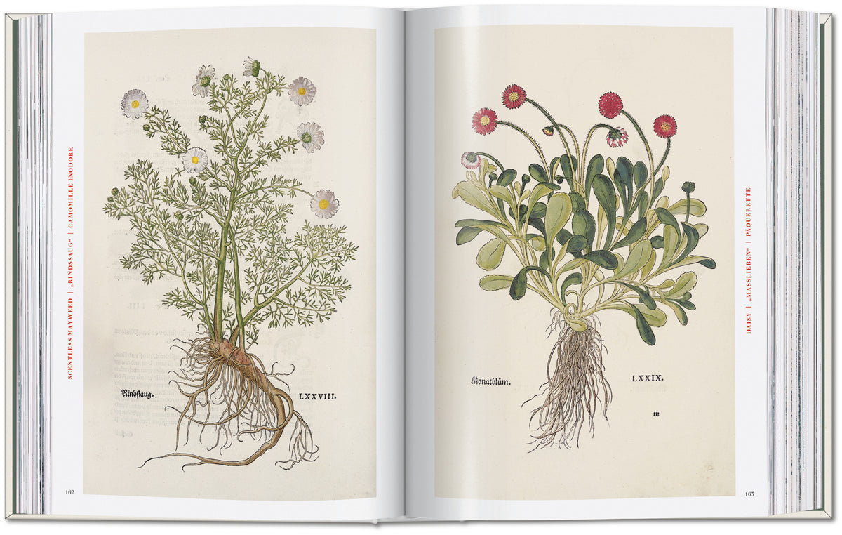 The New Herbal. Leonhart Fuchs