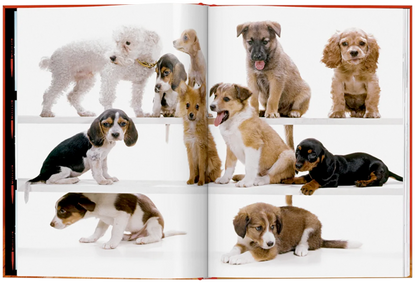 Walter Chandoha. Dogs. Photographs 1941–1991