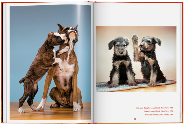 Walter Chandoha. Dogs. Photographs 1941–1991