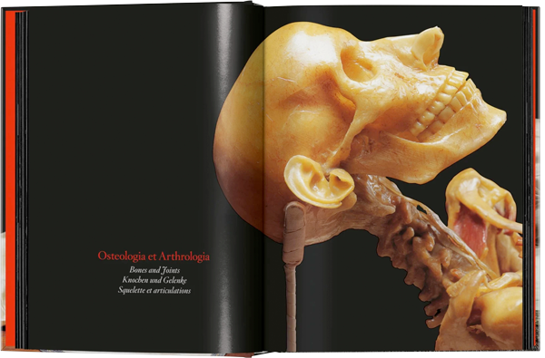 Anatomical Waxes. 45th Ed.