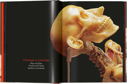 Anatomical Waxes. 45th Ed.
