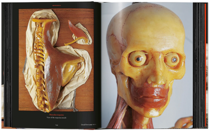 Anatomical Waxes. 45th Ed.