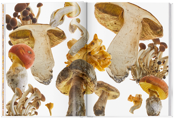 The Gourmand's Mushroom. A collection of stories and recipes