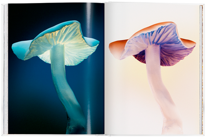 The Gourmand's Mushroom. A collection of stories and recipes