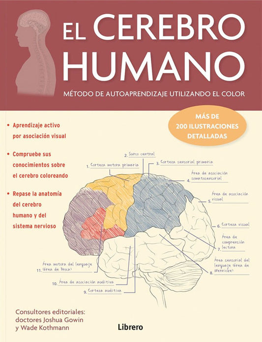 El cerebro humano