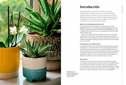 Guía para el cuidado de tus plantas de interior