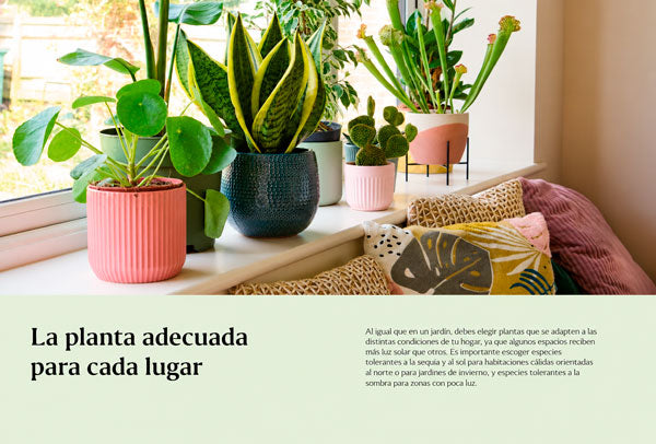 Guía para el cuidado de tus plantas de interior