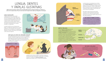 Un mundo de gatos