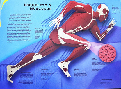El cuerpo humano. Un mundo de papel
