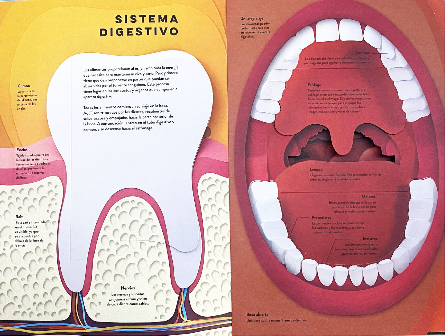 El cuerpo humano. Un mundo de papel