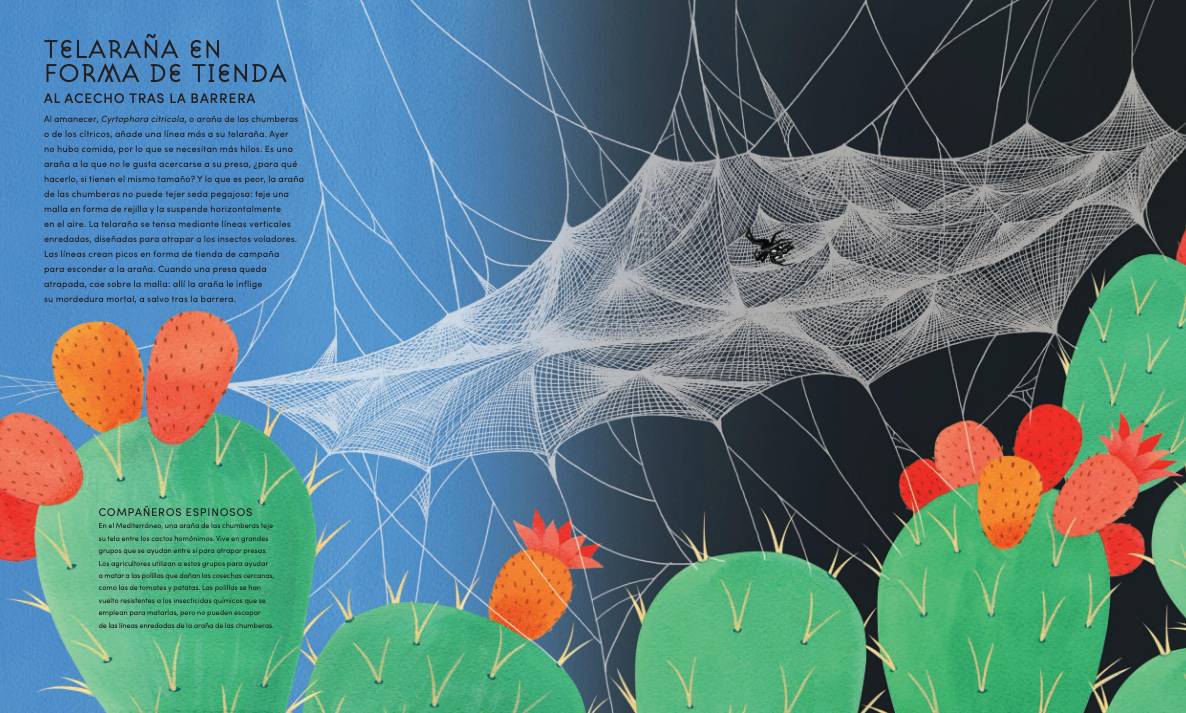El mundo secreto de las telas de araña
