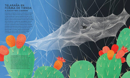 El mundo secreto de las telas de araña