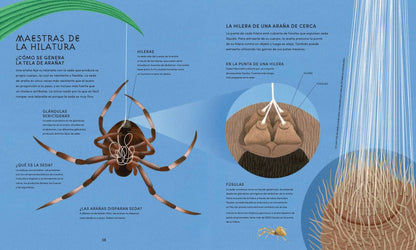El mundo secreto de las telas de araña