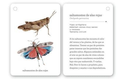 Fíjate: Insectos