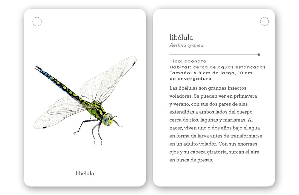 Fíjate: Insectos