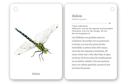 Fíjate: Insectos