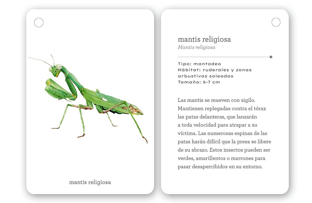 Fíjate: Insectos