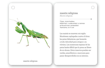 Fíjate: Insectos