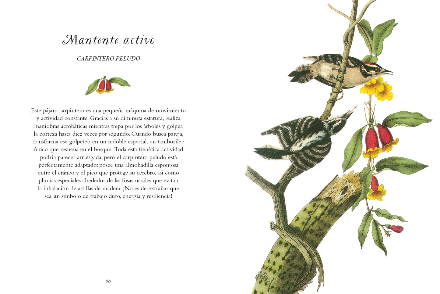 La sabiduría de las aves