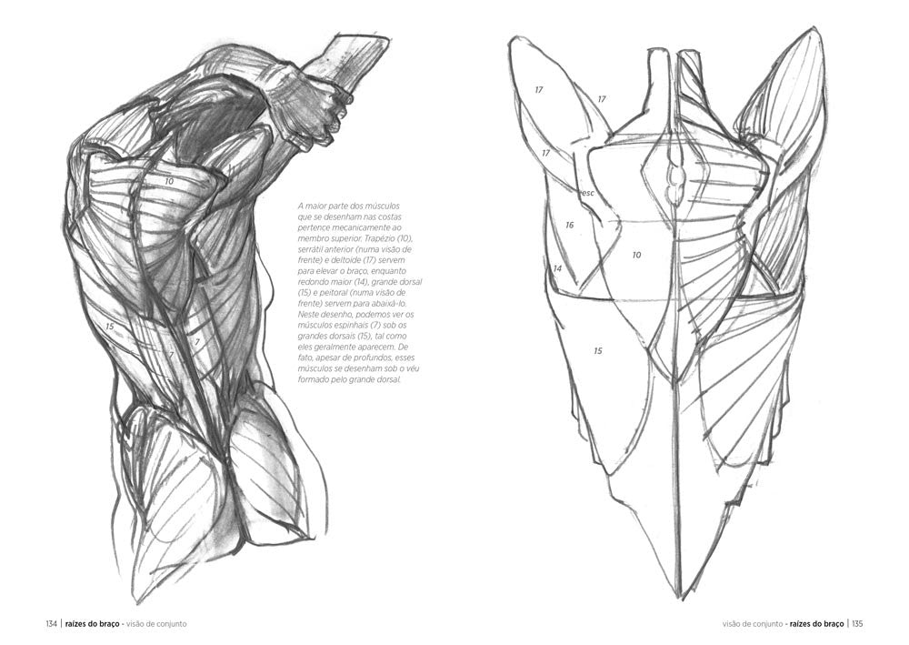 Anatomía artística