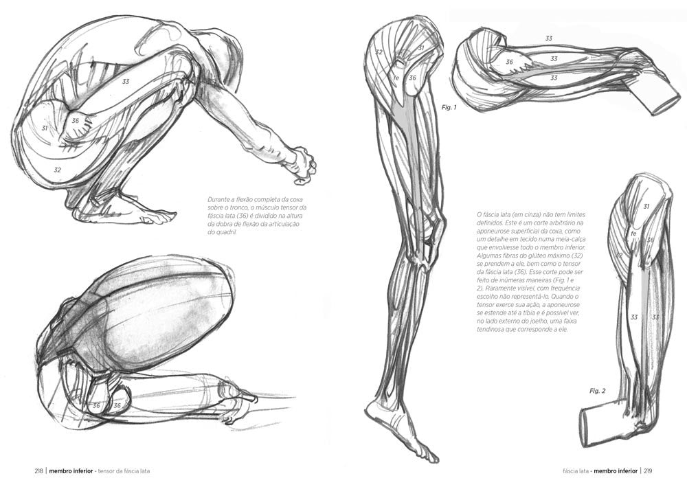 Anatomía artística