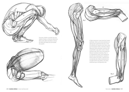 Anatomía artística