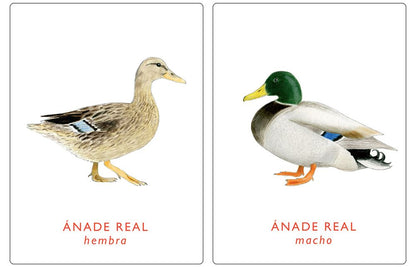 Un par de aves. Juego de memoria