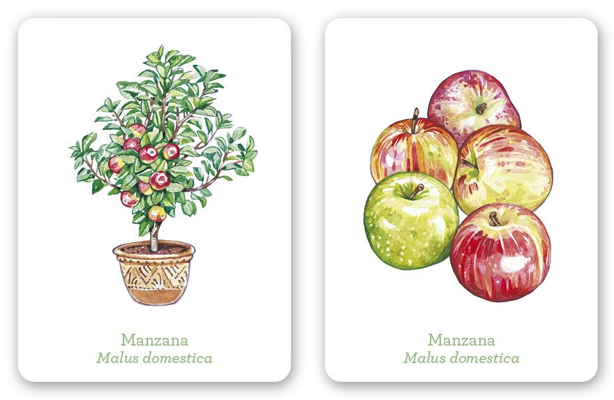 Una planta, un fruto. Juego de memoria