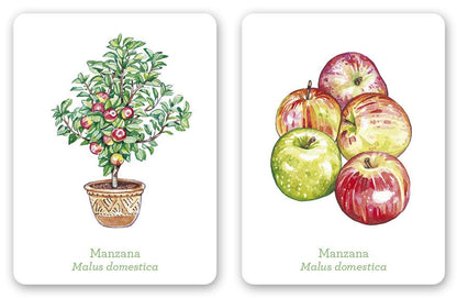 Una planta, un fruto. Juego de memoria