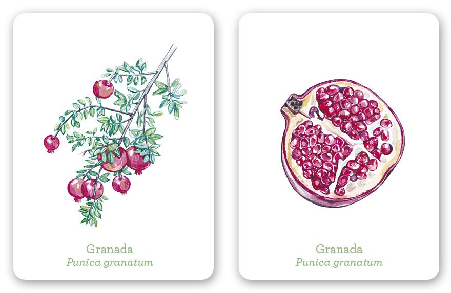 Una planta, un fruto. Juego de memoria